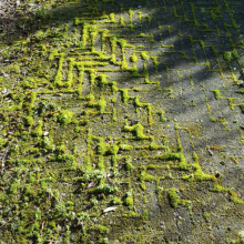 Verwijderen van mos, terrasreiniging terrasreiniging mos en groene aanslag verwijderen